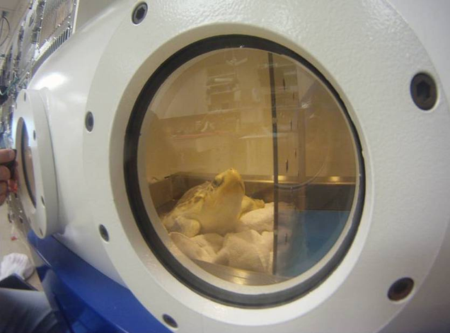 A sea turtle patients in the Hyperbaric Oxygen Chamber at Ravenwood Animal Hospital. Photo Credit: Dr. Craig Pelton/Marine Science Center.